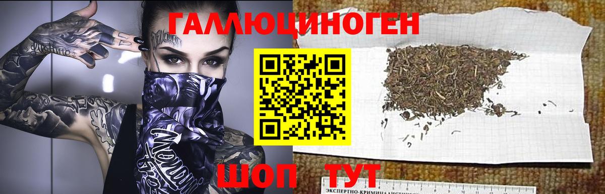 Галлюциногенные грибы Psilocybine cubensis Гусиноозёрск